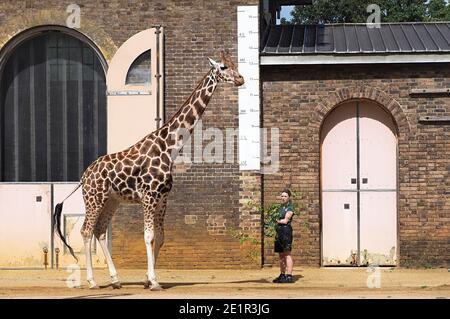 Mit mehr als 19000 Tieren in ihrer Obhut verbringen die Tierpfleger des ZSL London Zoo das ganze Jahr über Stunden damit, die Höhen und Gewichte aller Tiere zu erfassen - Informationen, die ihnen helfen, ihre Gesundheit und ihr Wohlbefinden zu überwachen. Das jährliche Wiegen - in ist eine Gelegenheit für die Tierpfleger am ZSL London Zoo, um sicherzustellen, dass die Informationen, die sie halten, ist auf dem neuesten Stand und genau , wie jede Messung wird dann in das Zoologische Information Management System ( ZIMS ) hinzugefügt Eine Datenbank mit allen Zoos geteilt, um wichtige Informationen über Tausende von gefährdeten Arten zu vergleichen. Stockfoto