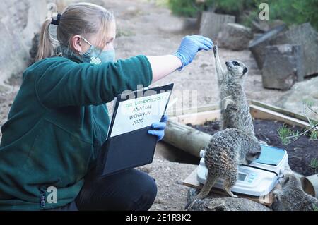 Mit mehr als 19000 Tieren in ihrer Obhut verbringen die Tierpfleger des ZSL London Zoo das ganze Jahr über Stunden damit, die Höhen und Gewichte aller Tiere zu erfassen - Informationen, die ihnen helfen, ihre Gesundheit und ihr Wohlbefinden zu überwachen. Das jährliche Wiegen - in ist eine Gelegenheit für die Tierpfleger am ZSL London Zoo, um sicherzustellen, dass die Informationen, die sie halten, ist auf dem neuesten Stand und genau , wie jede Messung wird dann in das Zoologische Information Management System ( ZIMS ) hinzugefügt Eine Datenbank mit allen Zoos geteilt, um wichtige Informationen über Tausende von gefährdeten Arten zu vergleichen. Stockfoto