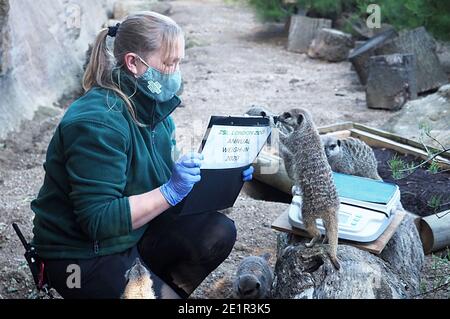 Mit mehr als 19000 Tieren in ihrer Obhut verbringen die Tierpfleger des ZSL London Zoo das ganze Jahr über Stunden damit, die Höhen und Gewichte aller Tiere zu erfassen - Informationen, die ihnen helfen, ihre Gesundheit und ihr Wohlbefinden zu überwachen. Das jährliche Wiegen - in ist eine Gelegenheit für die Tierpfleger am ZSL London Zoo, um sicherzustellen, dass die Informationen, die sie halten, ist auf dem neuesten Stand und genau , wie jede Messung wird dann in das Zoologische Information Management System ( ZIMS ) hinzugefügt Eine Datenbank mit allen Zoos geteilt, um wichtige Informationen über Tausende von gefährdeten Arten zu vergleichen. Stockfoto