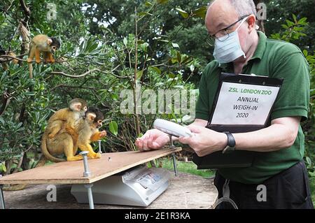 Mit mehr als 19000 Tieren in ihrer Obhut verbringen die Tierpfleger des ZSL London Zoo das ganze Jahr über Stunden damit, die Höhen und Gewichte aller Tiere zu erfassen - Informationen, die ihnen helfen, ihre Gesundheit und ihr Wohlbefinden zu überwachen. Das jährliche Wiegen - in ist eine Gelegenheit für die Tierpfleger am ZSL London Zoo, um sicherzustellen, dass die Informationen, die sie halten, ist auf dem neuesten Stand und genau , wie jede Messung wird dann in das Zoologische Information Management System ( ZIMS ) hinzugefügt Eine Datenbank mit allen Zoos geteilt, um wichtige Informationen über Tausende von gefährdeten Arten zu vergleichen. Stockfoto