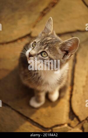 Schöne ashy Kätzchen Porträt im Freien. Katze sitzt auf dem Steinboden Stockfoto