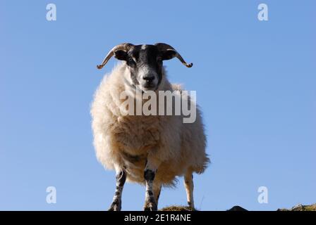 Schwarz gesichtige Schafe aus der Nähe Stockfoto