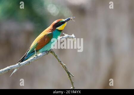 Europäischer Bienenfresser (Merops apiaster) Vogel sitzt auf einem Ast mit Beute in seinem Schnabel Stockfoto