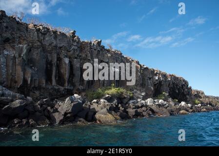 Palo santo Bäume wachsen auf der felsigen Lavaküste der flachen Insel North Seymour im Galapagos Archipel. Stockfoto