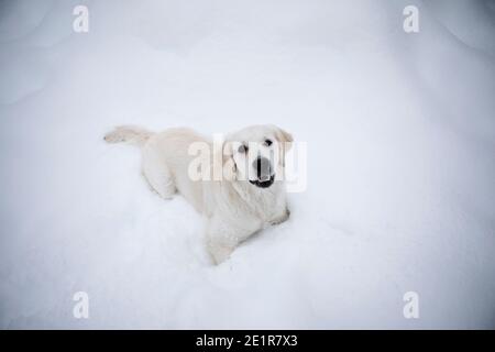 Golder Retriever spielt im Schnee, Hund im Schnee Stockfoto