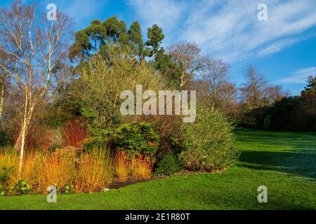 Silberbirke umgeben von anderen Zierbäumen und Sträuchern im gepflegten Hill Garden in Hampstead Pergola auf der Heide. Stockfoto