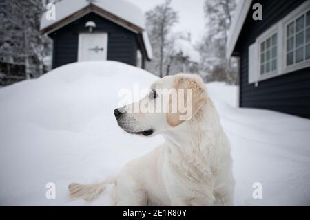 Golder Retriever spielt im Schnee, Hund im Schnee Stockfoto