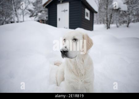 Golder Retriever spielt im Schnee, Hund im Schnee Stockfoto