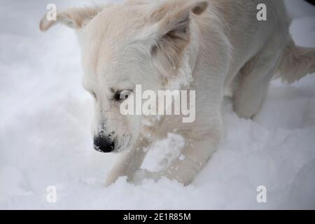 Golder Retriever spielt im Schnee, Hund im Schnee Stockfoto