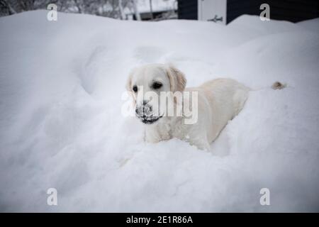 Golder Retriever spielt im Schnee, Hund im Schnee Stockfoto