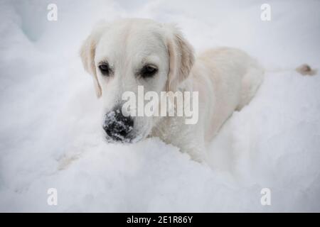 Golder Retriever spielt im Schnee, Hund im Schnee Stockfoto