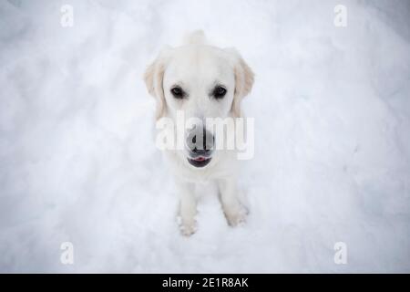 Golder Retriever spielt im Schnee, Hund im Schnee Stockfoto