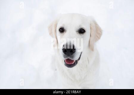 Golder Retriever im Schnee Stockfoto