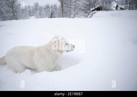 Golder Retriever spielt im Schnee, Hund im Schnee Stockfoto