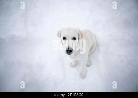 Golder Retriever spielt im Schnee, Hund im Schnee Stockfoto