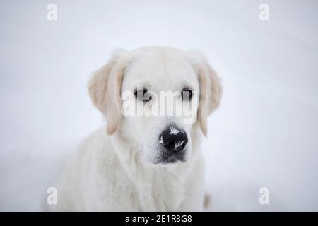 Golder Retriever spielt im Schnee, Hund im Schnee Stockfoto