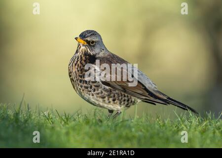 Feldfare auf Gras Stockfoto