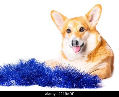 Lächelnd Pembroke Welsh Corgi Welpe blau Tinckel isoliert Stockfoto