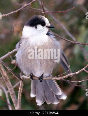 Grey Jay Nahaufnahme Profil Ansicht auf einem Baum Zweig in seiner Umgebung und Lebensraum thront, zeigt eine Kugel aus grauen Feder Gefieder und Vogelschwanz. Bild Stockfoto