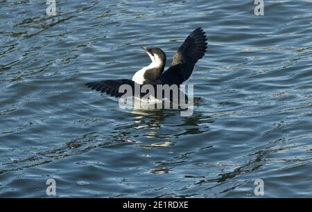 Ein Guillemot, der in Scarborough Harbour ruht, dehnt seine Flügel in einer Flut von Bewegungen aus. Der Schutz des Hafens ist ein idealer Ort zum Ausruhen Stockfoto