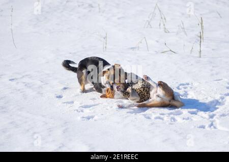 Basenji Hund trägt Wintermantel Kampf mit größeren gemischten Rasse Schwarze Hündin auf Neuschnee in der Wintersaison Stockfoto