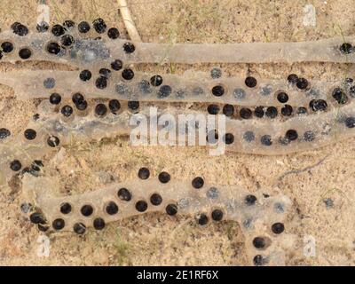 Laich der Rohrkröte (Rhinella Marina) in einem Pool am Rande des Regenwaldes, Ecuador. Stockfoto