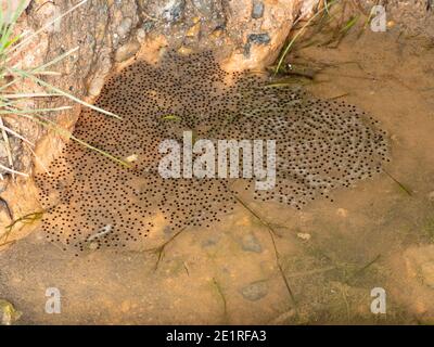 Frosch laicht in einem Regenwald-Pool im ecuadorianischen Amazonas. Wahrscheinlich der quacking River Frog (Boana lanciformis) Stockfoto