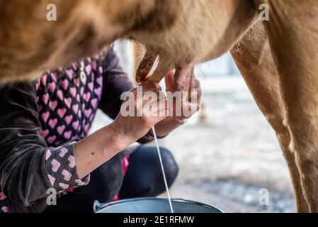 Eine Frau melkt eine Kuh im Hof. Anig Dorf, Bezirk Qusar, Aserbaidschan Stockfoto