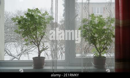 Blick auf Zimmerpflanzen in der Wohnung auf der Fensterbank, wenn es Winter vor dem Fenster ist. Die Szene mit einem duftenden Blatt Pelargonium wächst in Th Stockfoto