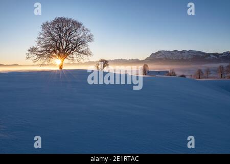 An einem kalten Wintermorgen geht die Sonne hinter einem Baum auf und Sie können die Pilatus-Bergkette am Horizont sehen. Stockfoto