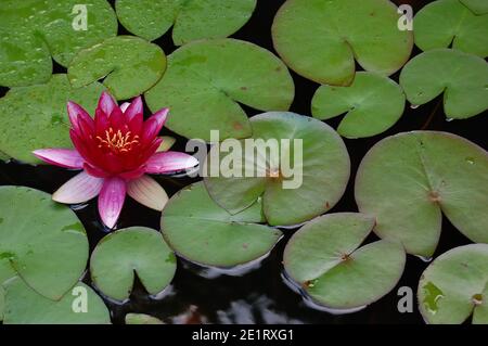 Farbenfrohe, blühende Seerose (lateinischer Name: nymphaea) mit rosa, rosa und weißen Blütenblättern und gelbem Zentrum in einem Gartenteich. Stockfoto