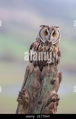 Langohreule (ASIO otus), kontrolliert, Cumbria, Großbritannien Stockfoto