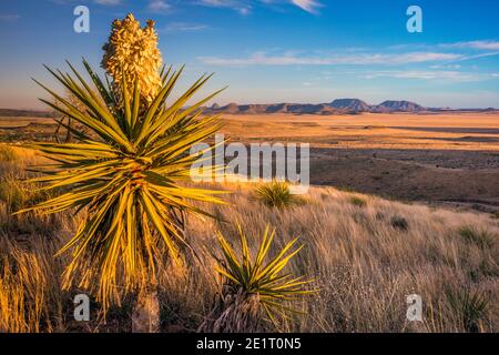 Entferntes Bergmassiv in der Chihuahuan Wüste, blühende spanische Dolchyucca, gesehen bei Sonnenuntergang vom Aussichtspunkt im Davis Mountains State Park, Texas, USA Stockfoto