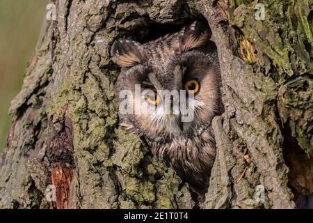 Langohreule (ASIO otus), kontrolliert, Cumbria, Großbritannien Stockfoto