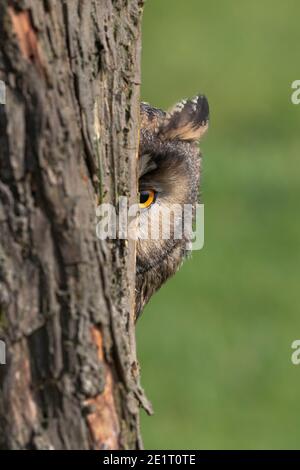 Langohreule (ASIO otus), kontrolliert, Cumbria, Großbritannien Stockfoto