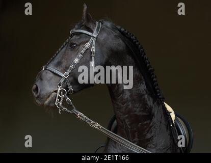 Schwarz friesischen Sattel Horse Portrait gegen dunkle Stall Scheune Stockfoto