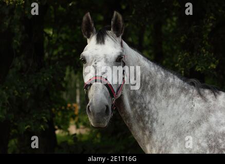 Andalusischen Apfel grau Pferd Porträt vor dunklen stabilen Hintergrund Stockfoto
