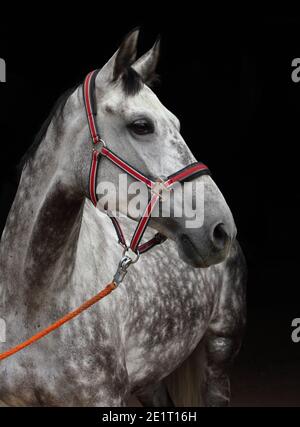 Andalusischen Apfel grau Pferd Porträt vor dunklen stabilen Hintergrund Stockfoto