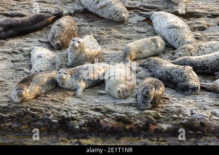 Ein paar warnen die Harbour Seals, während andere auf Rocky schlafen Küste Stockfoto