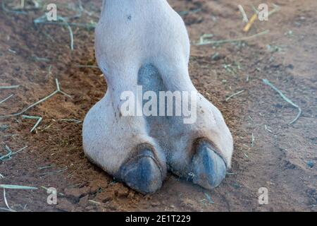 Nahaufnahme eines Kamelfußes oder Zeh in der Wüste im Nahen Osten in den Vereinigten Arabischen Emiraten mit einem Blick auf die haarigen Details. Dromedarkamel (Camelus Stockfoto