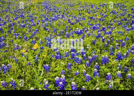 Feld der blaubonnets (Lupinus texensis) in Hill Country bei Mason, Texas, USA Stockfoto
