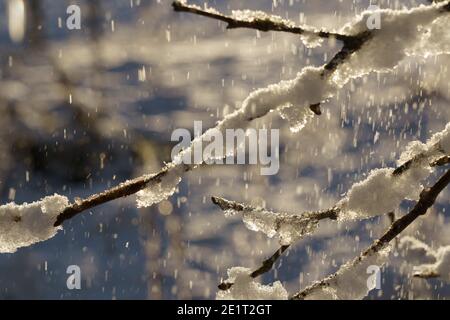 Frostiger Januar-Tag in Harrogate, North Yorkshire, mit Schnee und Eis, die an den Ästen hängen. Stockfoto