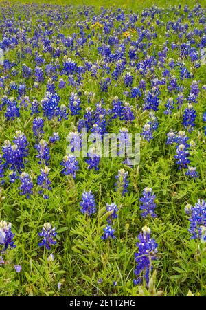 Feld der blaubonnets (Lupinus texensis) in Hill Country bei Mason, Texas, USA Stockfoto