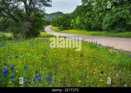 Feld von blaubeinen (Lupinus texensis) und Grünfreads (Thelesperma filifolium) bei Willow City Loop in Hill Country bei Fredericksburg, Texas, USA Stockfoto