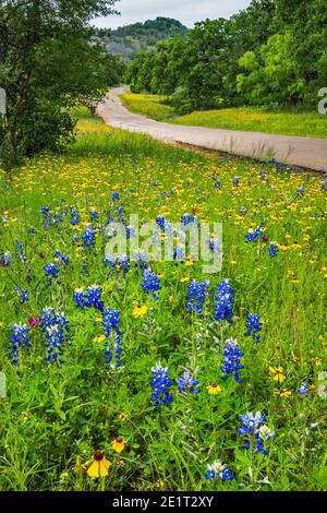 Feld von blaubeinen (Lupinus texensis) und Grünfreads (Thelesperma filifolium) bei Willow City Loop in Hill Country bei Fredericksburg, Texas, USA Stockfoto