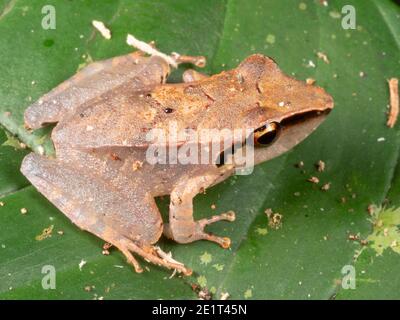 Regenfrosch (Pristimantis auffallillatus) auf einem Blatt im Regenwald, Ecuador Stockfoto