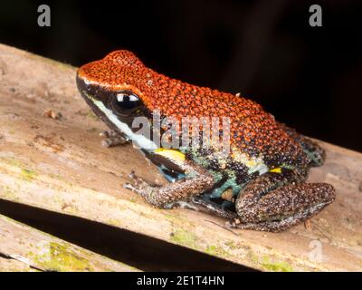 Ecuadorianischer Giftfrosch (Ameerega bilinguis), auf dem Regenwaldboden, Ecuador Stockfoto