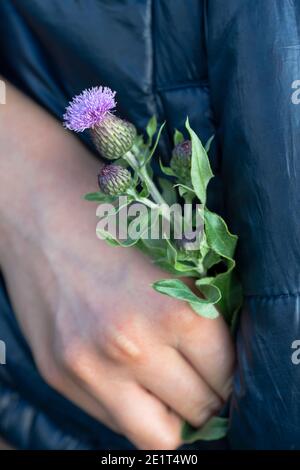 Die Hand eines Kindes hält eine Feld lila Thistle Blume in der Tasche einer dunkelblauen Jacke. Stockfoto