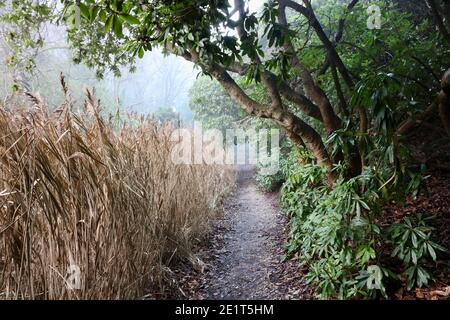 Waldweg im Winter mit getrockneten Binsen zur Seite Und Baum zu anderen Stockfoto