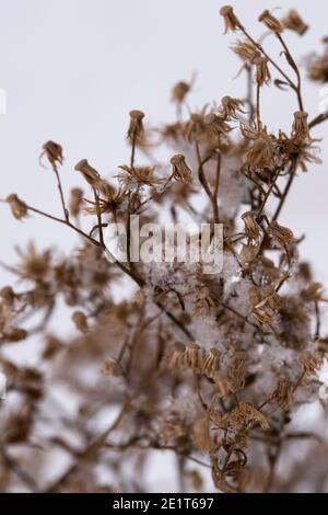 Trockene gefrorene Blumen im Schnee Nahaufnahme auf einem verschwommenen Hintergrund von getrockneten Blumen und bewölktem Himmel. Selektiver Fokus. Natürlicher Winterhintergrund Stockfoto